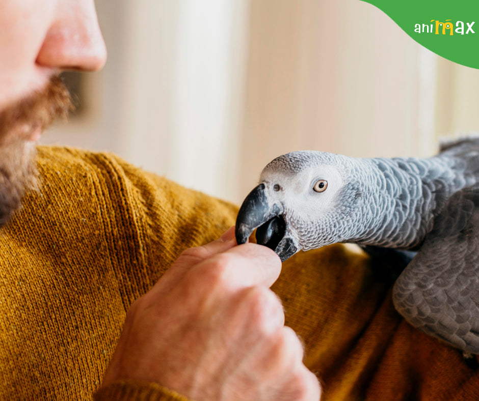 Dovleacul, un aliment extraordinar în meniul papagalilor